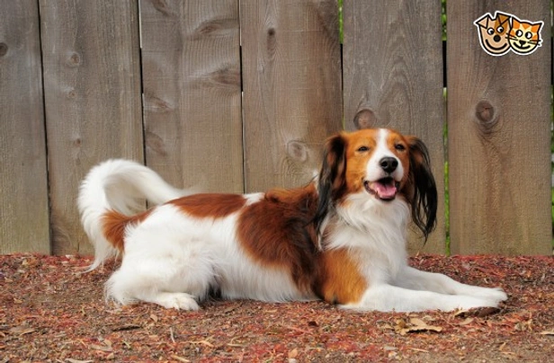 Kooikerhondje Dogs Razza - Prezzo, Temperamento & Foto | AnnunciAnimali