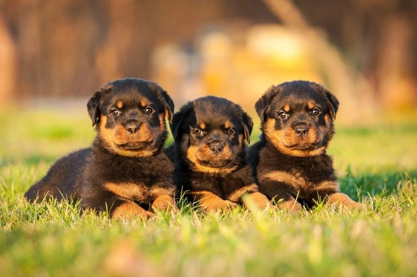 Baby deals german rottweiler