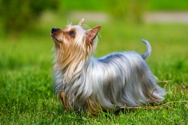 Silky Terrier Dogs Raza - Características, Fotos & Precio | MundoAnimalia