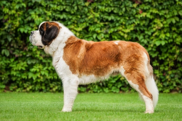 Saint Bernard Dogs Breed - Information, Temperament, Size & Price | Pets4Homes