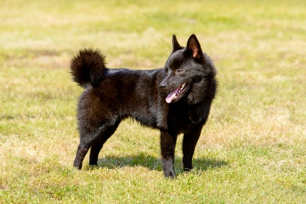 Schipperke Dogs Breed | Facts, Information and Advice | Pets4Homes