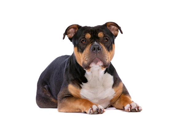 American Bully Dogs Raza | Datos, Aspectos destacados y Consejos de compra | MundoAnimalia