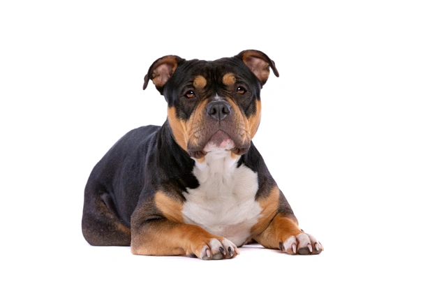 American Bully Dogs Breed - Information, Temperament, Size & Price | Pets4Homes