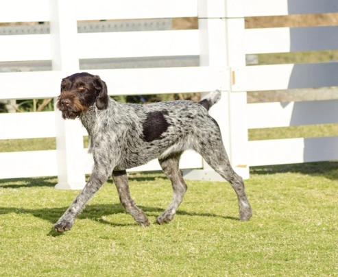 English clearance wirehaired pointer