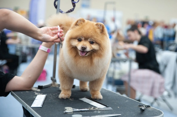 Pomeranian Dogs Breed - Information, Temperament, Size & Price | Pets4Homes