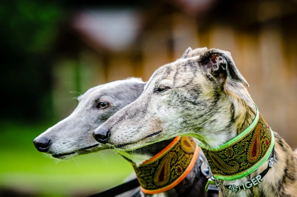 Greyhound Dogs Ras: Karakter, Levensduur & Prijs | Puppyplaats