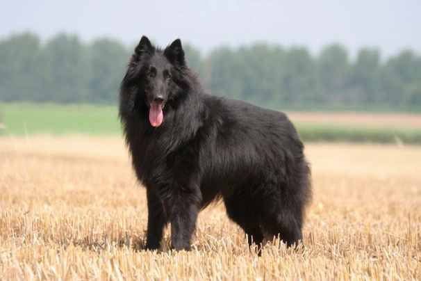 Belgian 2024 sheepdog cost