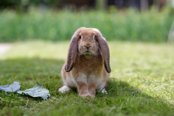 French Lop Rabbits Breed - Information, Temperament, Size & Price | Pets4Homes