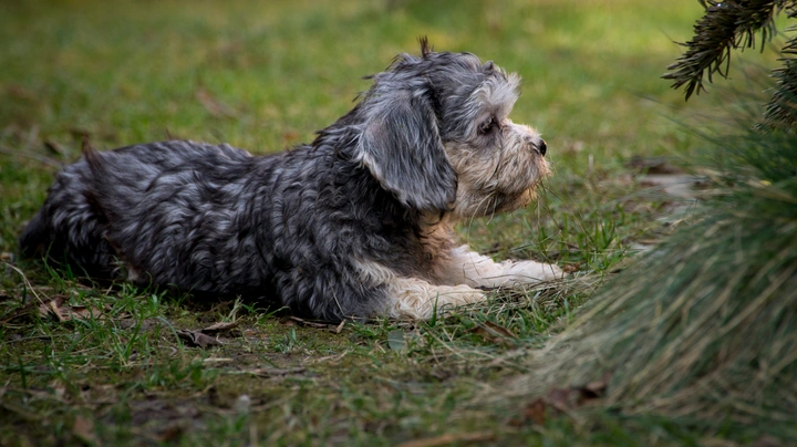 Dandie Dinmont Terrier Dogs Raza - Características, Fotos & Precio | MundoAnimalia