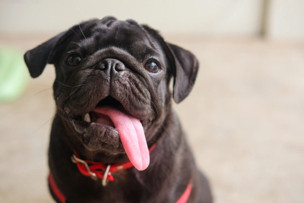 Pug Dogs Breed - Information, Temperament, Size & Price | Pets4Homes