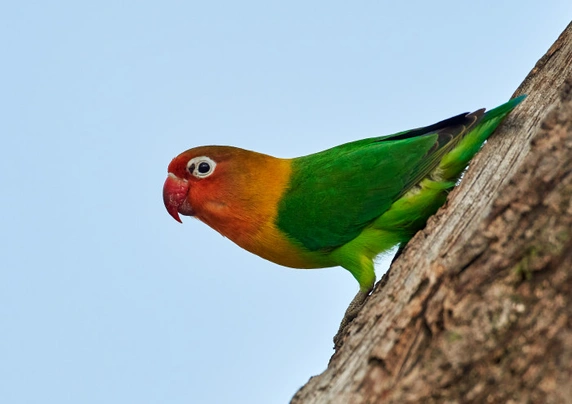 Agapornis růžohlavý Birds Informace - velikost, povaha, délka života & cena | iFauna