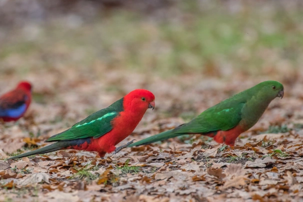 Papoušek královský Birds Informace - velikost, povaha, délka života & cena | iFauna