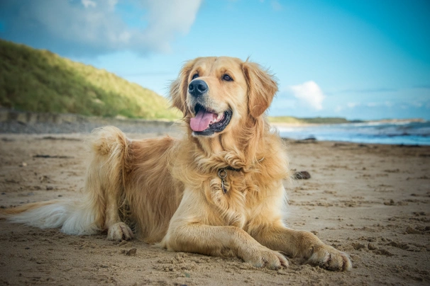 Golden Retriever Dogs Breed - Information, Temperament, Size & Price | Pets4Homes