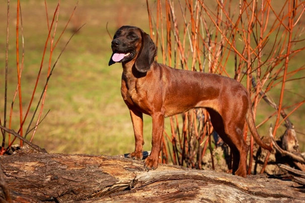 Bavarian Mountain Hound Dogs Breed - Information, Temperament, Size & Price | Pets4Homes