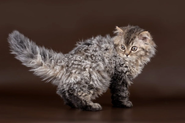 Selkirk Rex Cats Informace - velikost, povaha, délka života & cena | iFauna