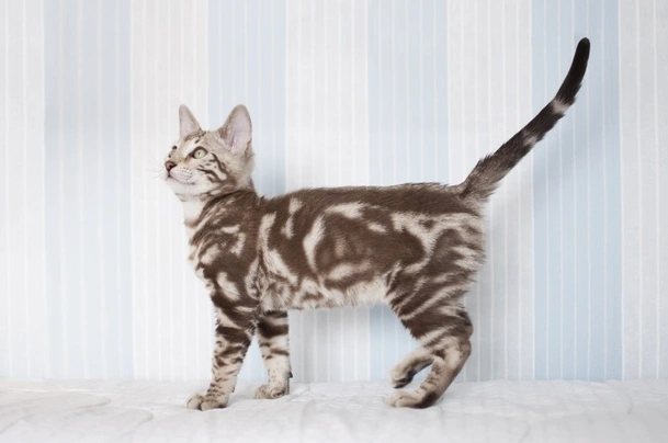 Bengal Cats Breed | Facts, Information and Advice | Pets4Homes
