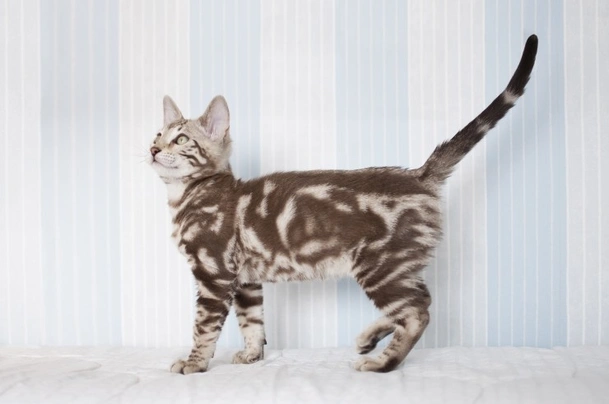 White marble bengal store cat