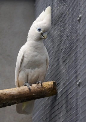 Kakadu šalomounský Birds Informace - velikost, povaha, délka života & cena | iFauna