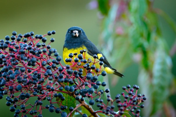 Čížek černožlutý Birds Informace - velikost, povaha, délka života & cena | iFauna