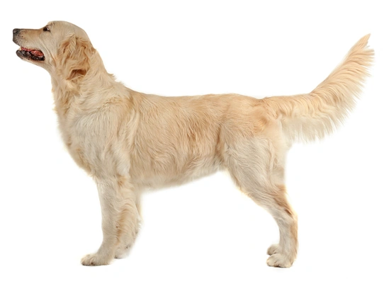 Golden Retriever Dogs Breed - Information, Temperament, Size & Price | Pets4Homes