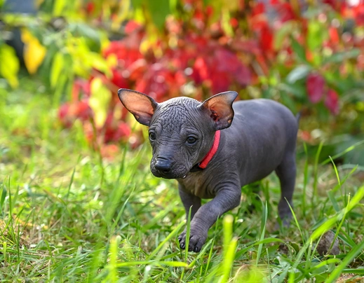 Mexican Hairless Dogs Breed - Information, Temperament, Size & Price | Pets4Homes