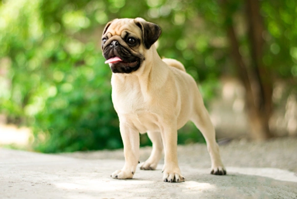 Pug Dogs Breed - Information, Temperament, Size & Price | Pets4Homes