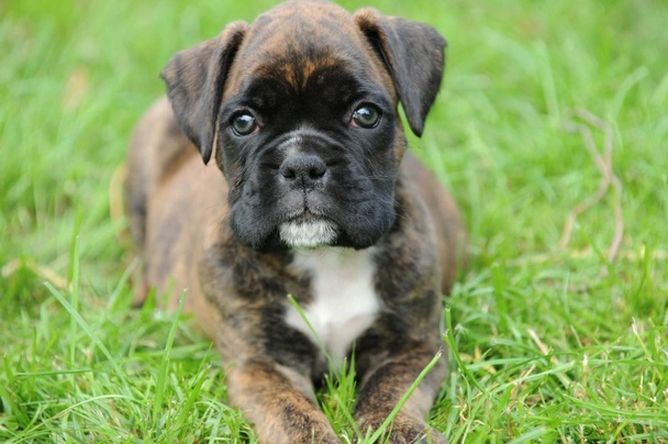 Boxer Dogs Razza - Prezzo, Temperamento & Foto | AnnunciAnimali