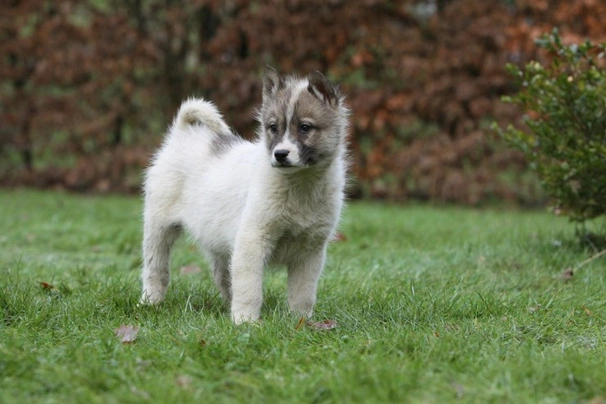 Grónský pes Dogs Informace - velikost, povaha, délka života & cena | iFauna