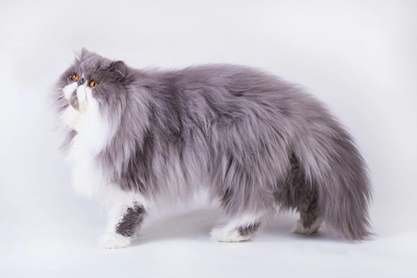 Persian Cats Breed - Information, Temperament, Size & Price | Pets4Homes