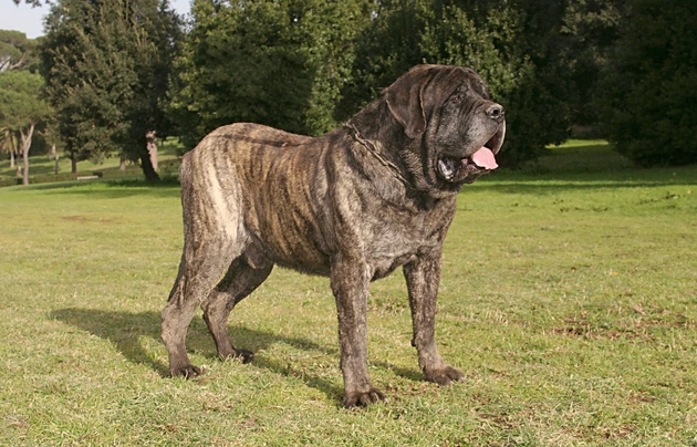 Anglický mastif Dogs Plemeno / Druh: Povaha, Délka života & Cena | iFauna