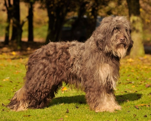 Portuguese store sheepdog puppies