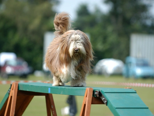 Bearded Collie Dogs Breed - Information, Temperament, Size & Price | Pets4Homes