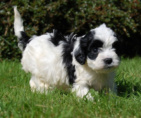 Black and sales white cavapoo