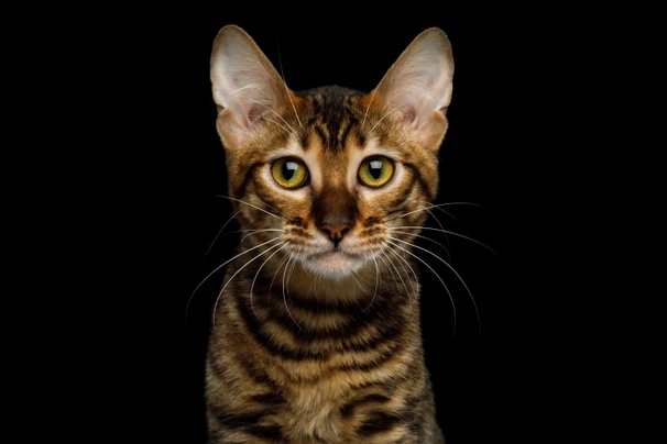 Toyger Cats Breed | Facts, Information and Advice | Pets4Homes