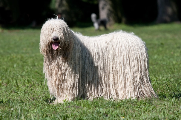 Komondor Dogs Informace - velikost, povaha, délka života & cena | iFauna