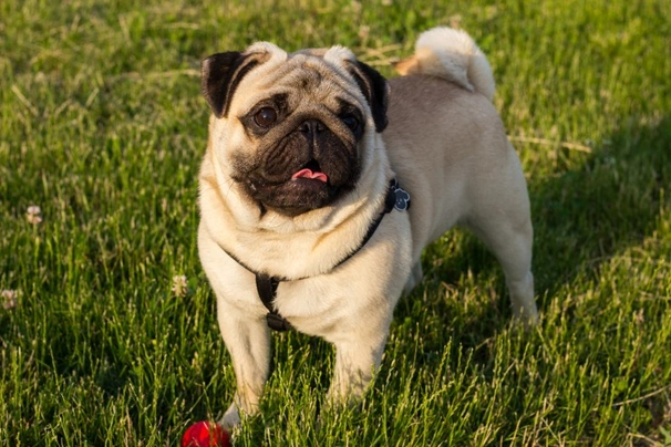 Pug Dogs Breed - Information, Temperament, Size & Price | Pets4Homes