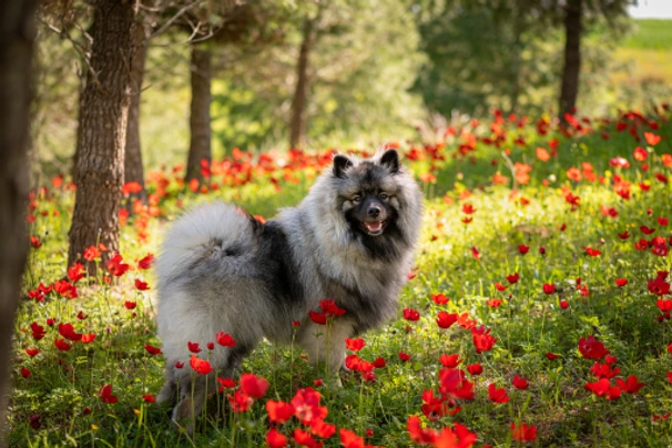 Keeshond Dogs Breed - Information, Temperament, Size & Price | Pets4Homes