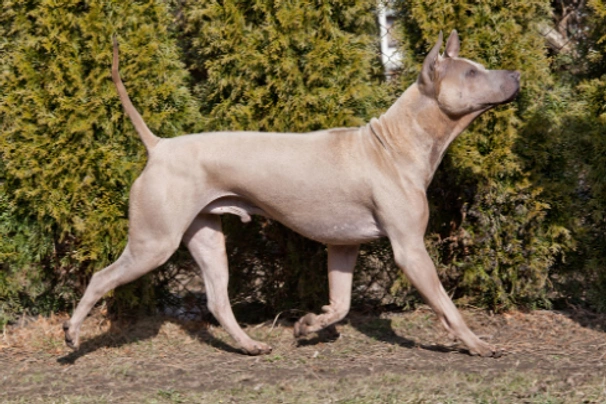 Thajský ridgeback Dogs Plemeno / Druh: Povaha, Délka života & Cena | iFauna