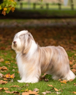 Bearded Collie Dogs Raza - Características, Fotos & Precio | MundoAnimalia