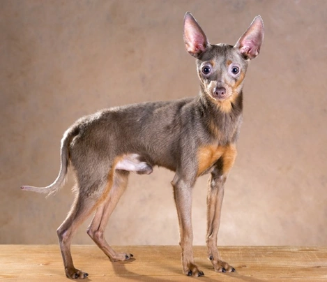 Russian Toy Terrier Dogs Breed