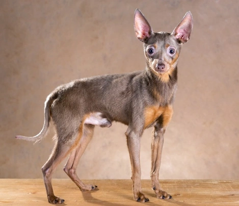 Russian Toy Terrier Dogs Razza - Prezzo, Temperamento & Foto | AnnunciAnimali