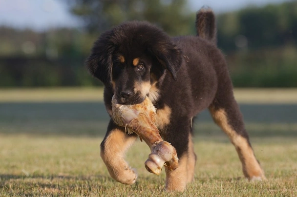 Tibetská doga Dogs Informace - velikost, povaha, délka života & cena | iFauna