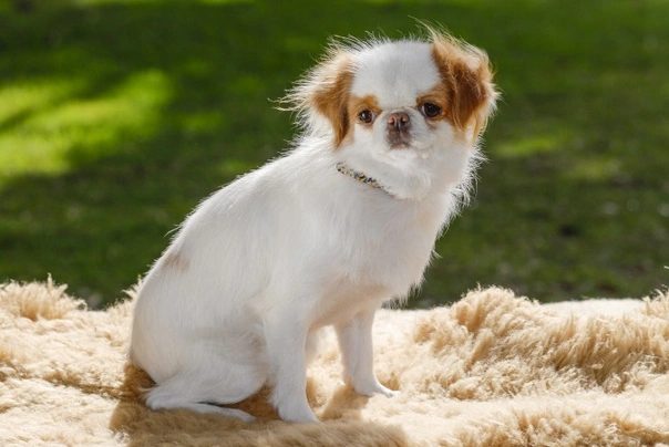 Japanese Chin Dogs Breed - Information, Temperament, Size & Price | Pets4Homes