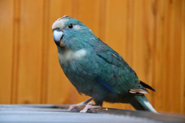 Kakariki modrý Birds Informace - velikost, povaha, délka života & cena | iFauna