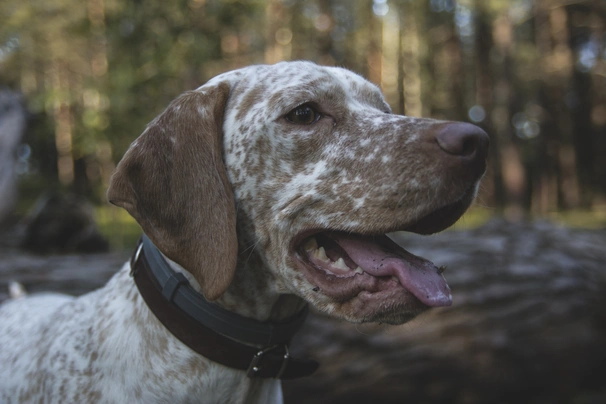 Bourbonský krátkosrstý ohař Dogs Informace - velikost, povaha, délka života & cena | iFauna