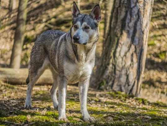 Northern Inuit Dogs Breed - Information, Temperament, Size & Price | Pets4Homes