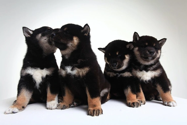 Shiba Dogs Ras: Karakter, Levensduur & Prijs | Puppyplaats