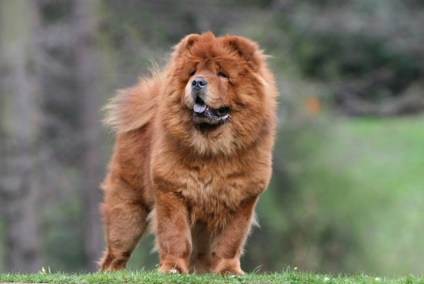 Chow Chow Dogs Ras: Karakter, Levensduur & Prijs | Puppyplaats