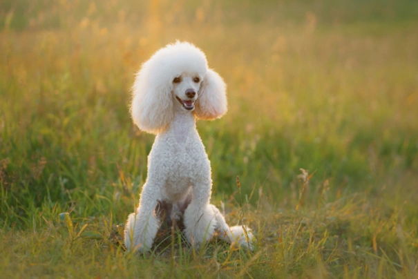 Poodle dog hot sale cost