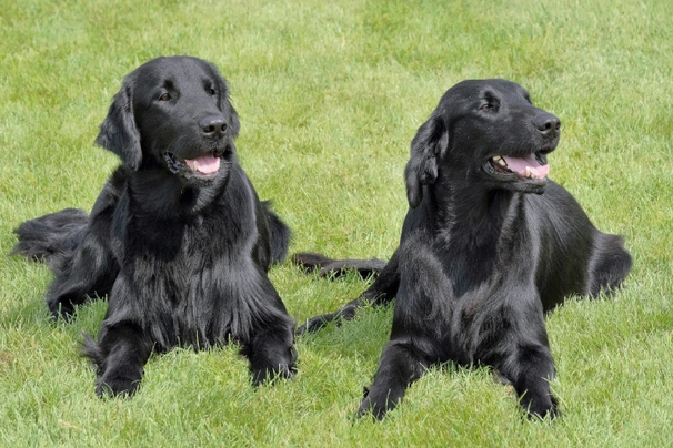 Flat coated 2024 retriever dog